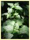chrysolina fastuosa su Lamium album 10.6.2025 - (45).JPG