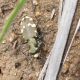 Cicindela 2.jpg