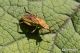 Stictopleurus_abutilon_G4A7850x.jpg
