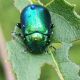 Chrysolina herbacea.jpg
