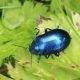 chrysolina blu 2.jpg