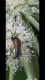 stenurella melanura.jpg