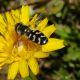 scaeva sp.jpg