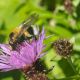 Volucella sp.jpg
