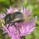 Volucella bombylans.jpg