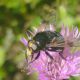 Volucella bombylans 2.jpg
