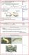 European DIPRIONIDAE - Keys of Genera & species.jpg