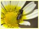 micro ime di 2,5 e 2 mm. circa in accoppiamento (8).JPG