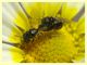 micro ime di 2,5 e 2 mm. circa in accoppiamento (12).JPG