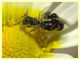micro ime di 2,5 e 2 mm. circa in accoppiamento (18).JPG