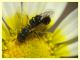 micro ime di 2,5 e 2 mm. circa in accoppiamento (22).JPG