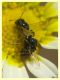 micro ime di 2,5 e 2 mm. circa in accoppiamento (23).JPG
