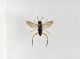 Macrophya sp.jpg