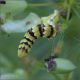 bruco-sp-20250809-009-JQf.jpg