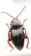 c1r9_9vii24 dorso.jpg