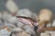 Labriola_Notonectidae_4743_1800.jpg