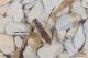 Labriola_Notonectidae_4760_1800.jpg