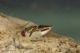 Labriola_Notonectidae_4778_1800.jpg