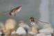 Labriola_Notonectidae_4750_1800.jpg