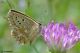 DSC_6940.jpg