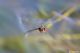 DSC_1447an.jpg
