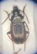 pterostichus.jpg