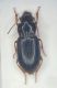 harpalus.jpg