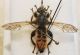 laphria.jpg
