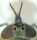Haematopotaantennae.jpg