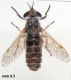 Haematopota.JPG