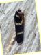 elitra Clytus rhamni sotto corteccia -.jpg