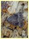 prob Amphipyra pyramidea - (8).JPG