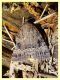 prob Amphipyra pyramidea - (25).JPG