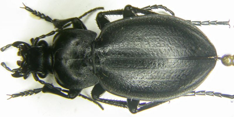 Carabus sp sized.jpg