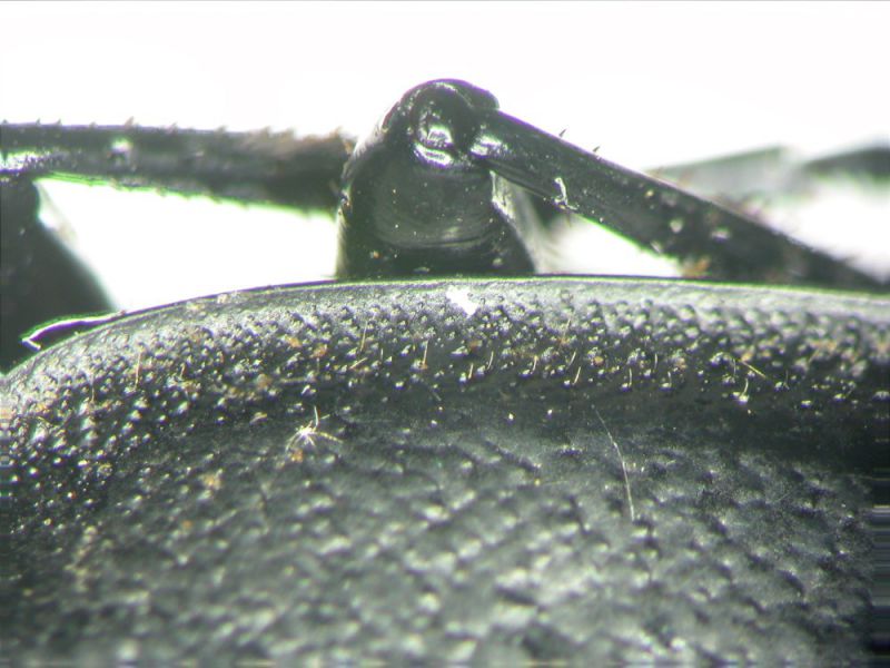 Carabus sp detail sized.jpg
