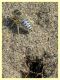 Bembix olivacea Fabricius, 1787 - Crabronidae e ambiente - (5).JPG