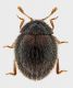 habitus-Sphaerosoma-Monte-Silana-web.jpg