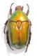Protaetia (Netocia) cuprea.jpg