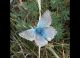 polyommatus coridon.jpg