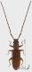 Parahyliota_costicollis_T038_d_s.jpg