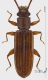 Parahyliota_costicollis_T038_det_d_s.jpg