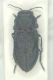 Antaxia.jpg