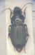 Harpalus.jpg