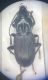 Pterostichus.jpg