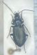 Agonum.jpg