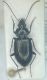 Agonum2.jpg