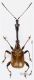 Attelabidae_T050_d_s.jpg