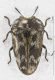 Habroloma_praxilla_T069_d_s.jpg