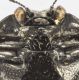 Habroloma_praxilla_T069_v_crop.jpg