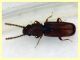 Cryptolestes sp. -  (9).JPG